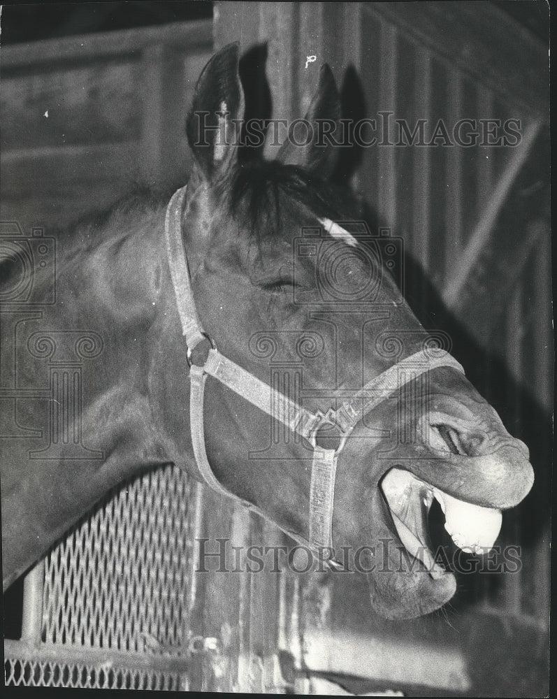 1973 Press Photo A horse appears to be laughing - sps07988- Historic Images