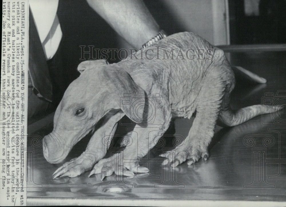 1967 Press Photo Covered with wrinkles, a pink and hairless baby aardvark.- Historic Images