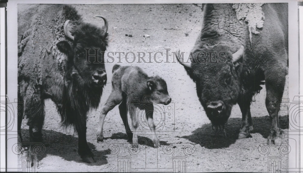 1964 Press Photo Philadelphia Zoo welcomes its first European Bison baby- Historic Images