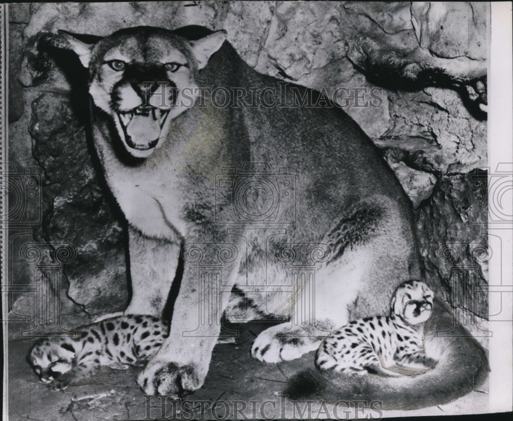 1951 Press Photo Growl Cougar. - spw11728- Historic Images