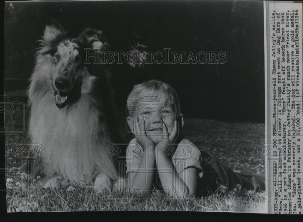 1966 Press Photo Shawn Jolley&#39;s collie &quot;Hero&quot; to be honored at dinner in Chicago- Historic Images