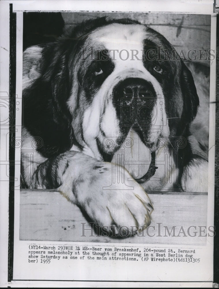 1955 Press Photo St. Bernard Baer von Braakenhof to appear at West Berlin show- Historic Images