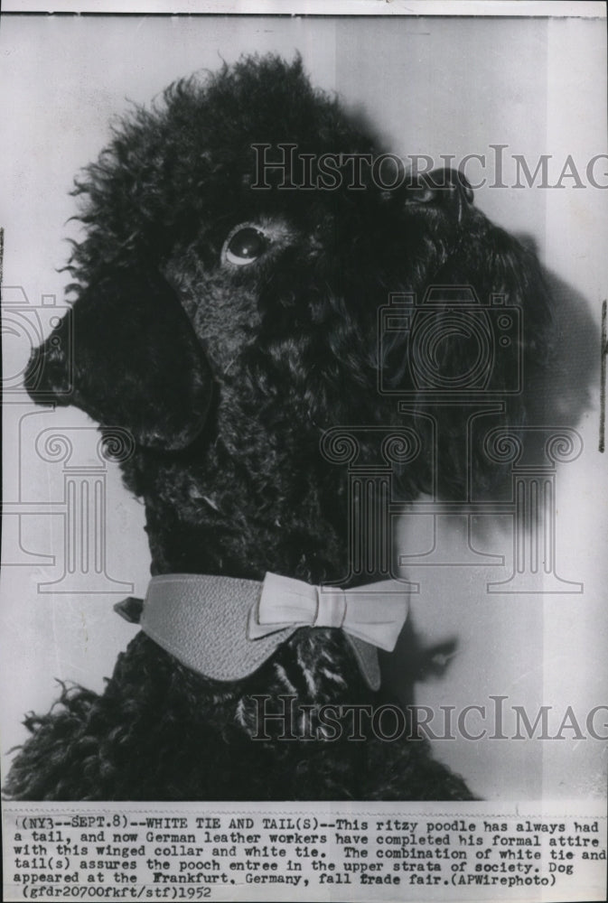 1952 Press Photo Poodle in His Formal Wear at German Fall Trade Fair - spw12671- Historic Images