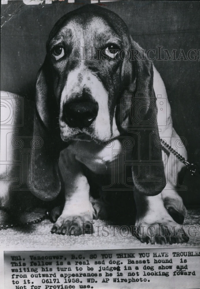 1958 Press Photo Basset hound waits his turn to be judged in a dog show- Historic Images