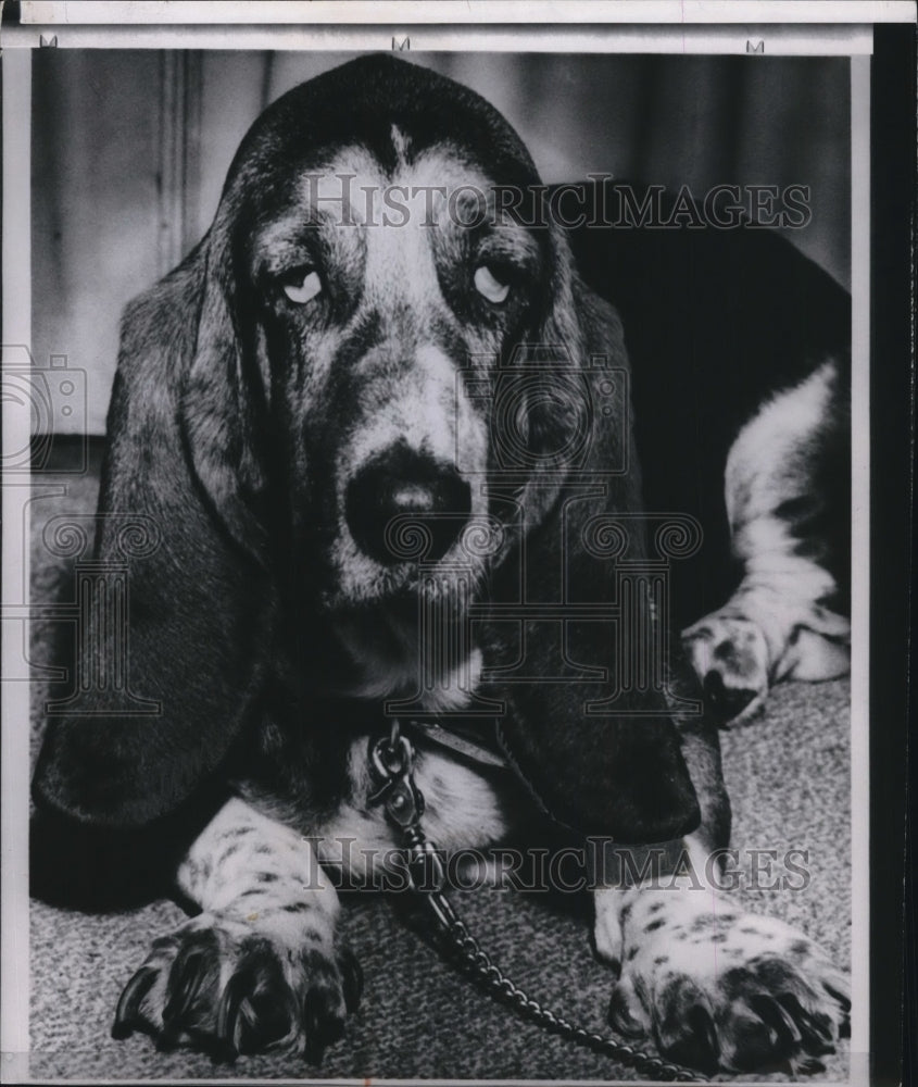 1958 Press Photo Basset Hound dog - spw12949- Historic Images