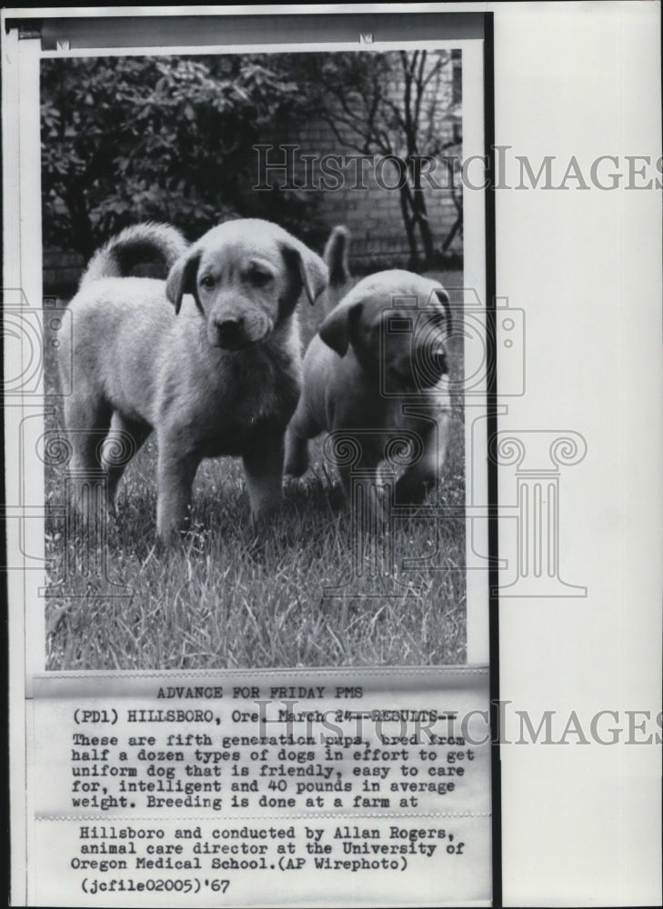 1967 Press Photo Fifth generation pups by Allan Rogers at farm in Hillsboro- Historic Images