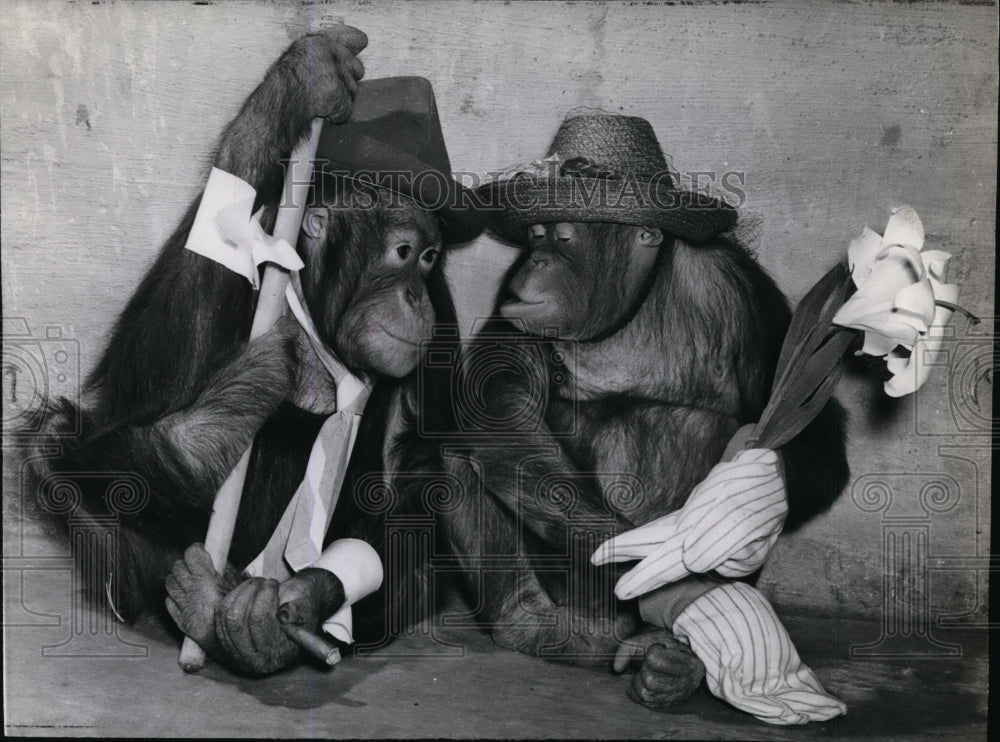 1941 Press Photo Chimpanzees - spx02889- Historic Images