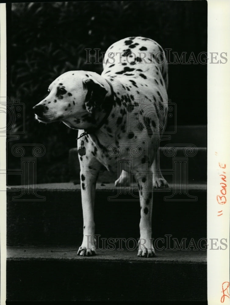 1991 Press Photo Animals Bonnie the Dog - spx06842- Historic Images