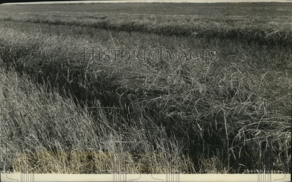 1928 Press Photo Grain in windrow deposited shingle fashion on top of stubble- Historic Images