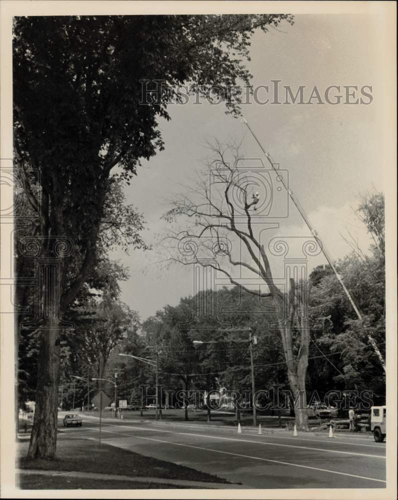 1977 Press Photo Diseased Elm Tree being removed from a street in Williamstown