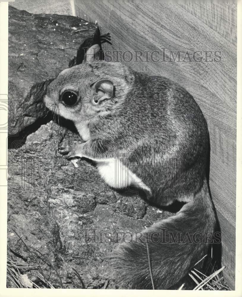 Press Photo A squirrel in an enclosed space - sra13755- Historic Images