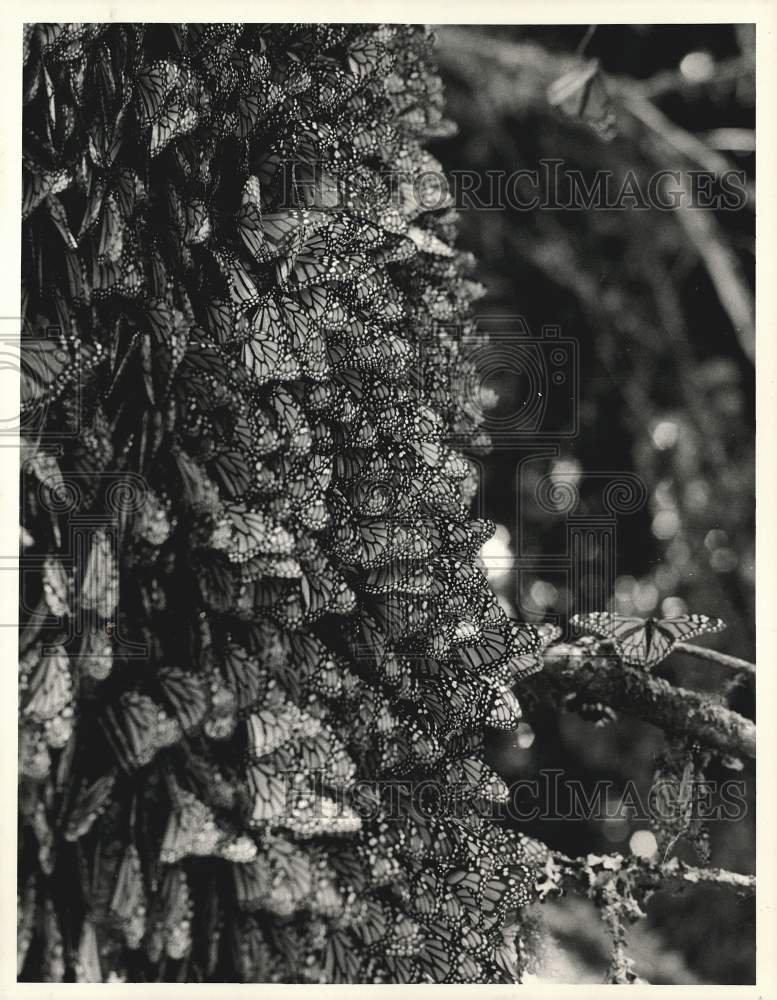 Press Photo Monarch Butterflies - sra13846- Historic Images