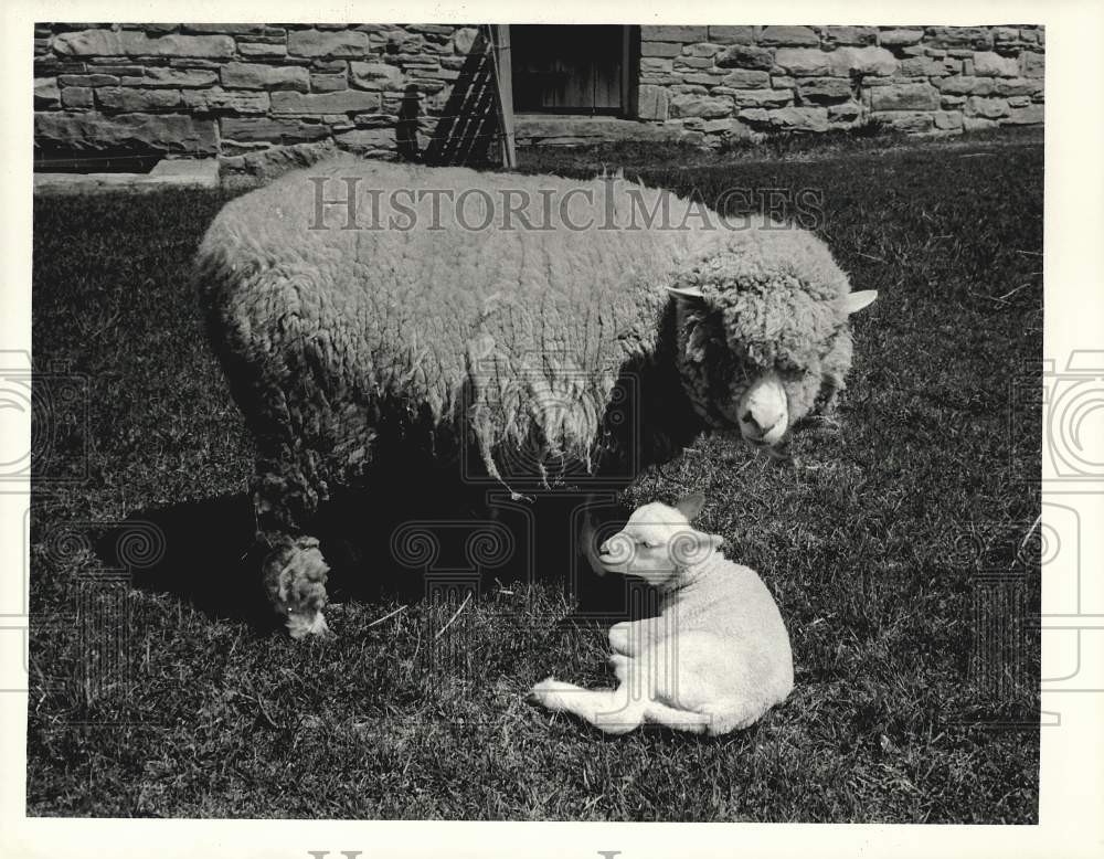 Press Photo Sheep with Lamb - sra13866- Historic Images