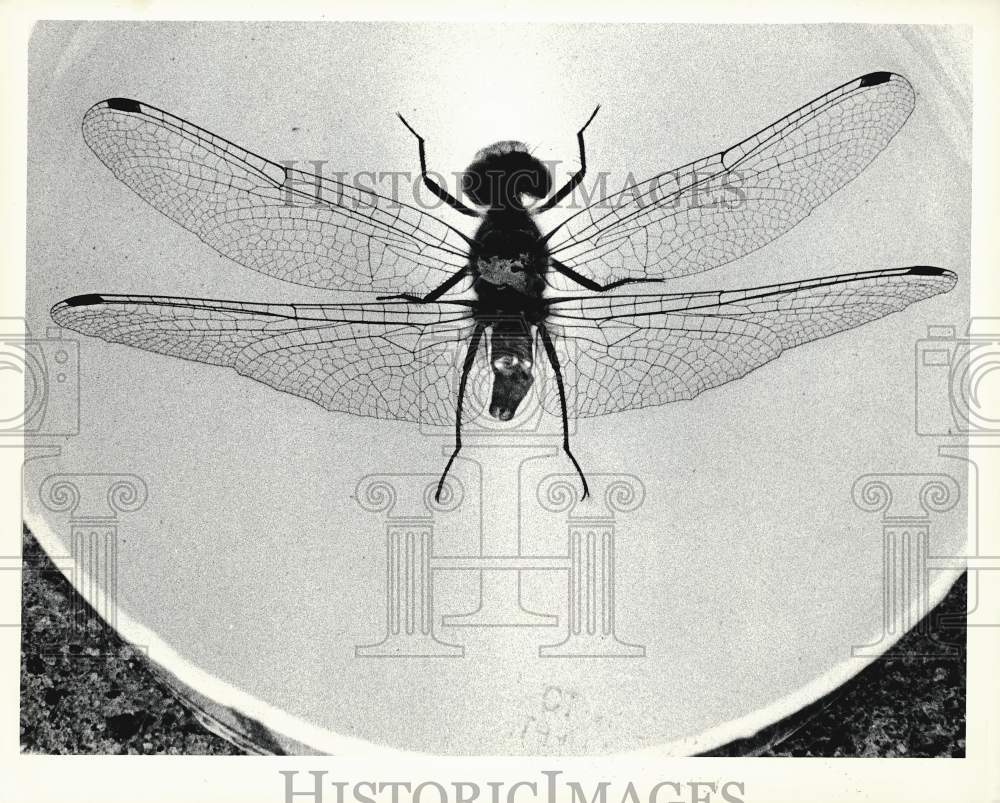 Press Photo Top view of an insect - sra14558- Historic Images