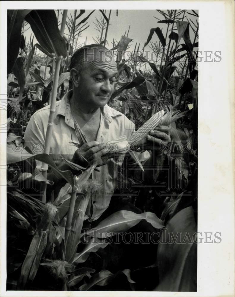 Press Photo Al Christopher picking corn on a farm in Agawam, Massachusetts- Historic Images