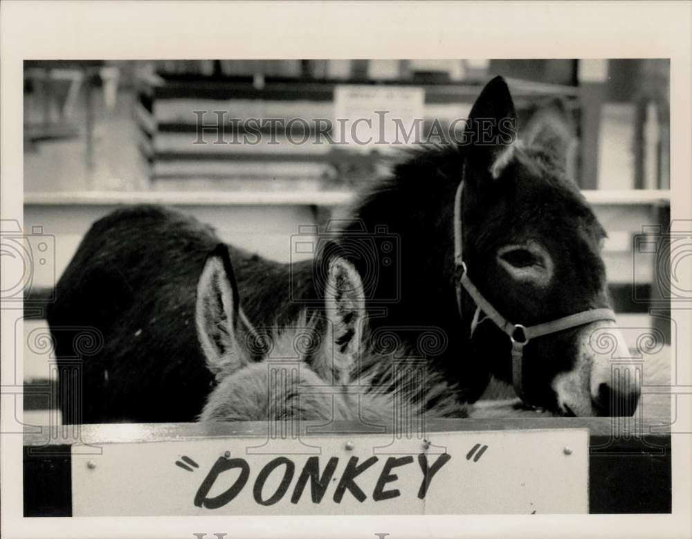 1987 Press Photo Donkeys belonging to R. W. Commerford and Sons of Goshen- Historic Images