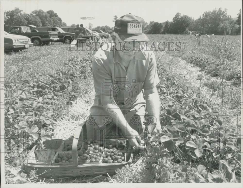 1990 Press Photo Kenneth Dow picks strawberries at Hatchs Patch in Greenfield.- Historic Images