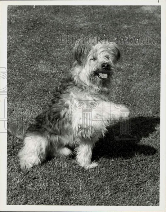 1980 Press Photo Johnny the dog stars on "Here's Boomer," on NBC Television.- Historic Images