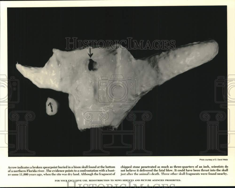 Press Photo Florida River Artifact, Bison Skull with Spear Point - sya09399