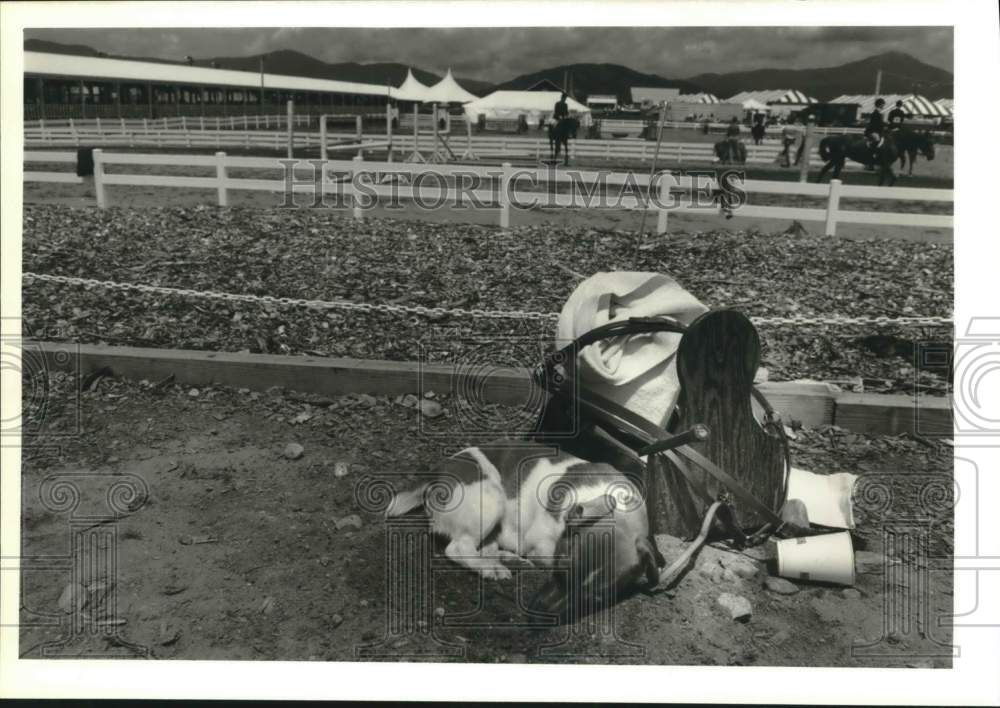 1989 Press Photo Mia Palombella&#39;s Dog &quot;St. Luke&quot; at Lake Placid Horse Show Ring- Historic Images