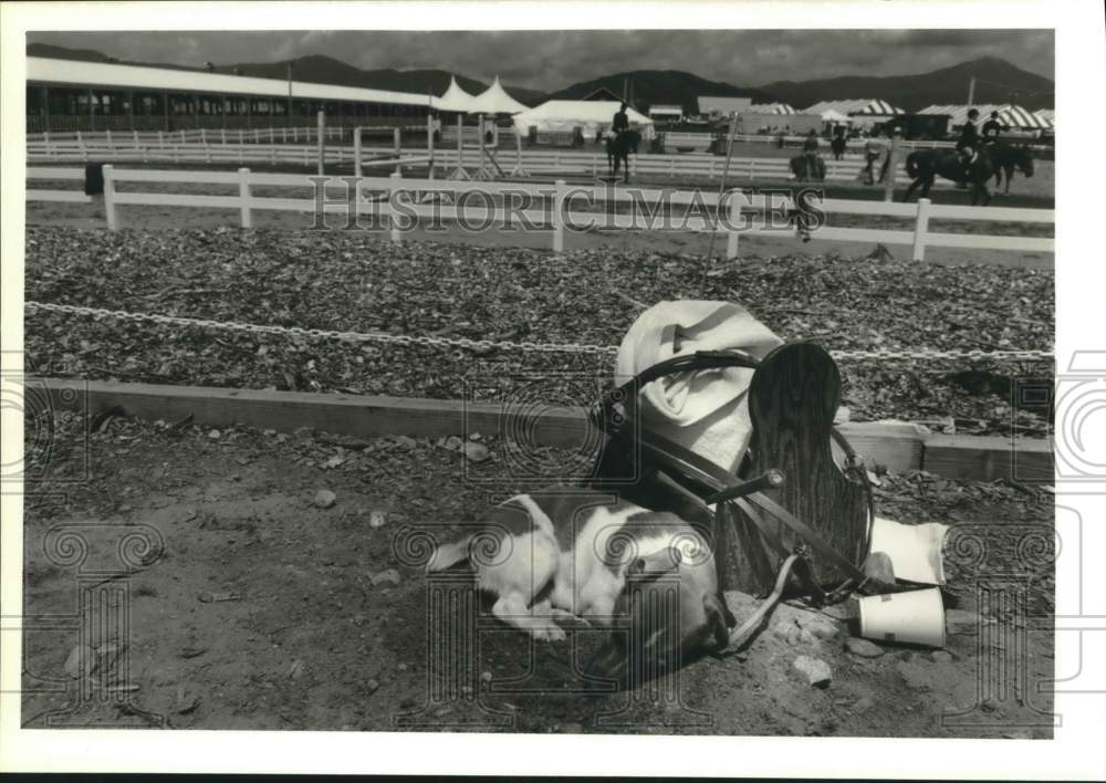 1989 Press Photo Mia Palombella's Dog "St. Luke" at Lake Placid Horse Show Ring- Historic Images