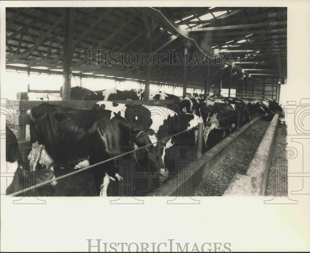 Press Photo Ameslea Farm Cows at Central Square - sya21611