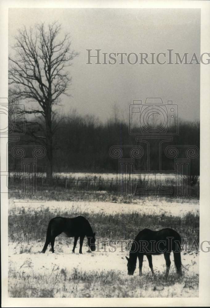 1986 Press Photo Two Horses Grazing in Snow Covered Field - sya74998- Historic Images