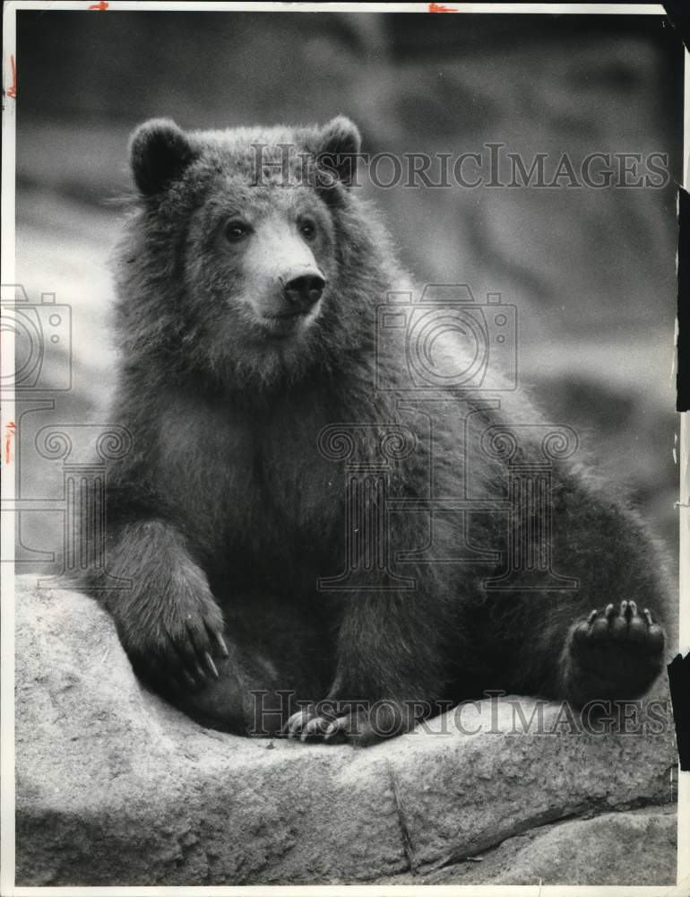 1986 Press Photo &quot;Nikki&quot; the Kodiak Bear at Burnet Park Zoo, New York- Historic Images