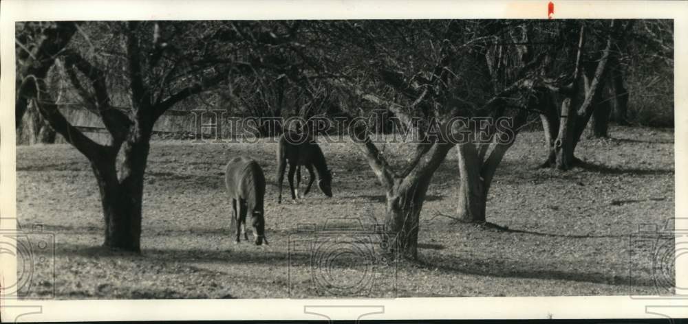 1986 Press Photo Horses Grazing at Midden Spring Arabian Horse Farm in Weedsport- Historic Images