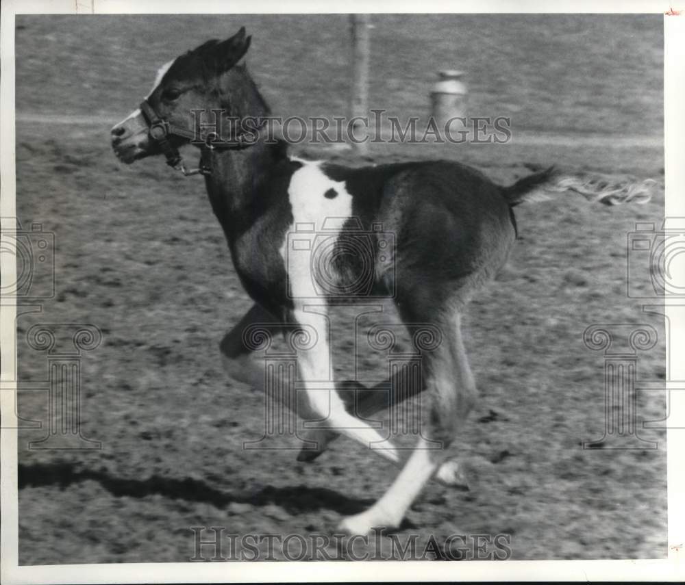 1985 Press Photo Baby Horse Running in Close Up - sya75834- Historic Images