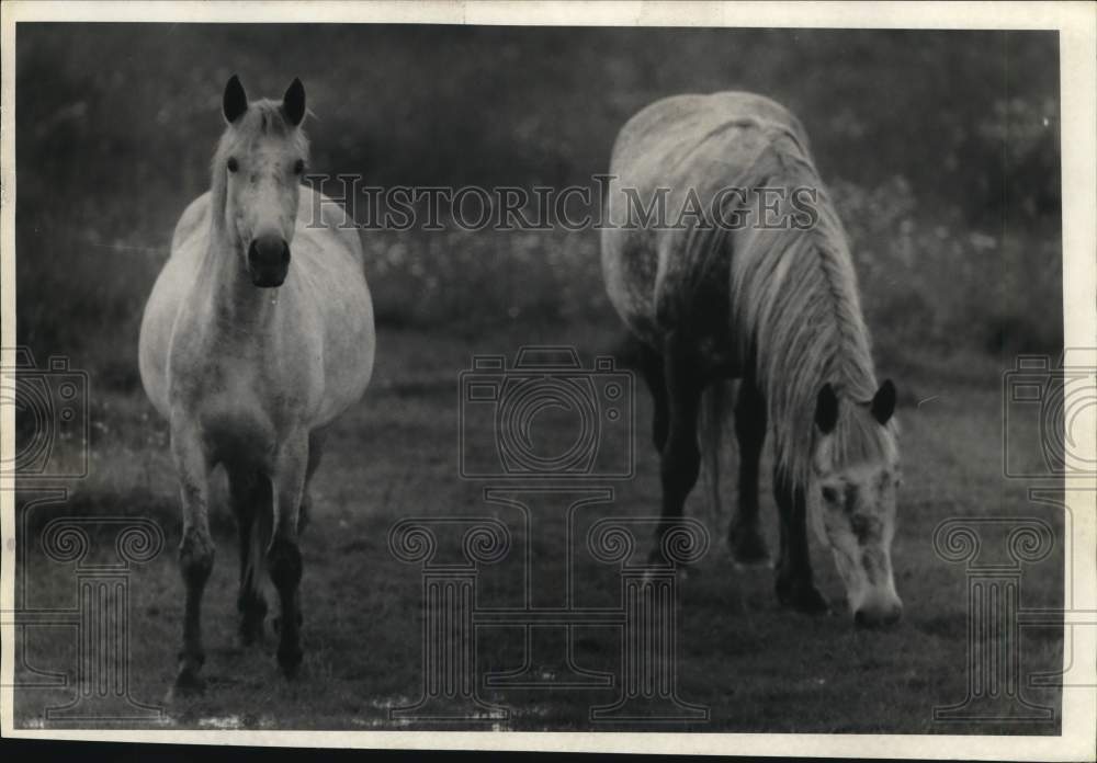 1986 Press Photo Sennett, New York-Horses in a field off Route 20. - sya75841- Historic Images