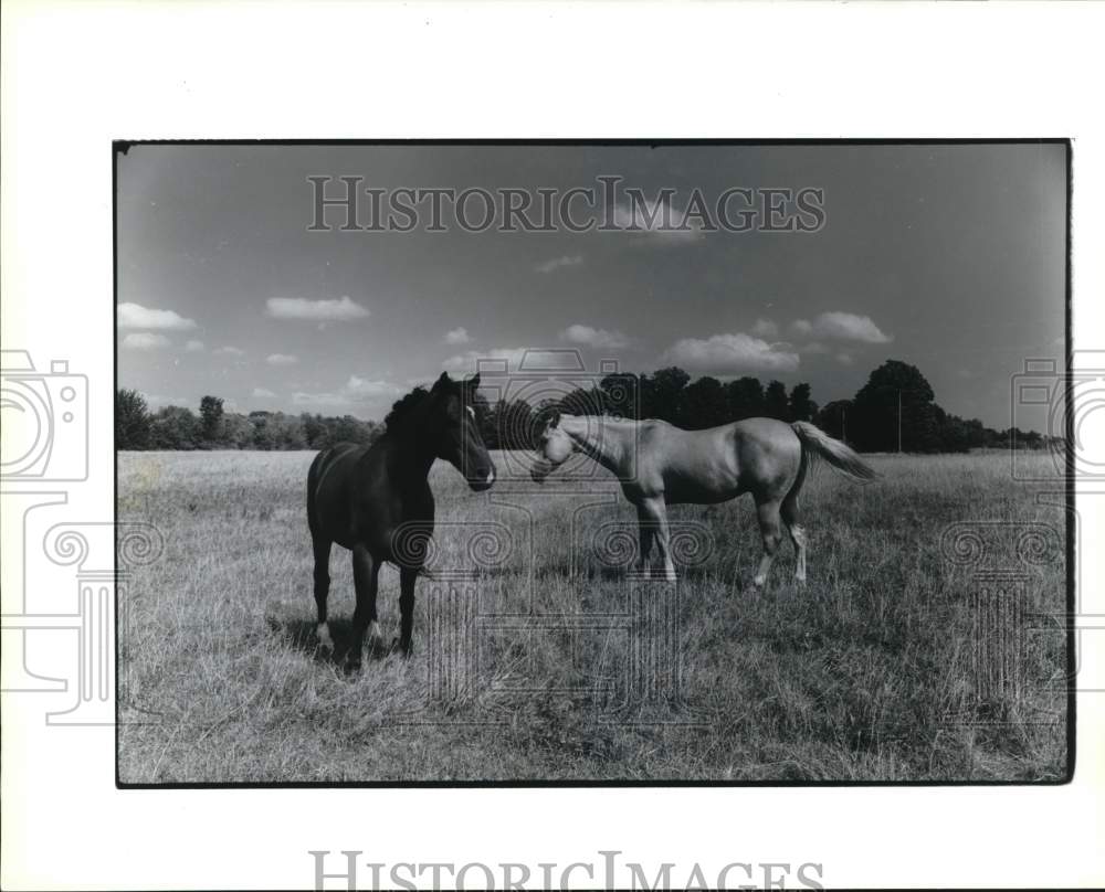 1989 Press Photo New York-Horses in the pasture. - sya75847- Historic Images