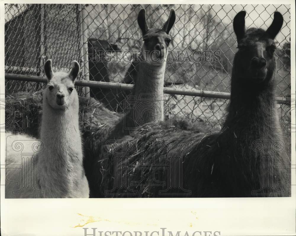 1985 Press Photo Llamas at Burnet Park Zoo, New York - sya77836- Historic Images