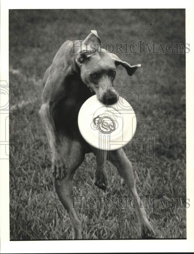 1987 Press Photo Weimeraner Dog Catches Frisbee at Van Buren Central Park- Historic Images