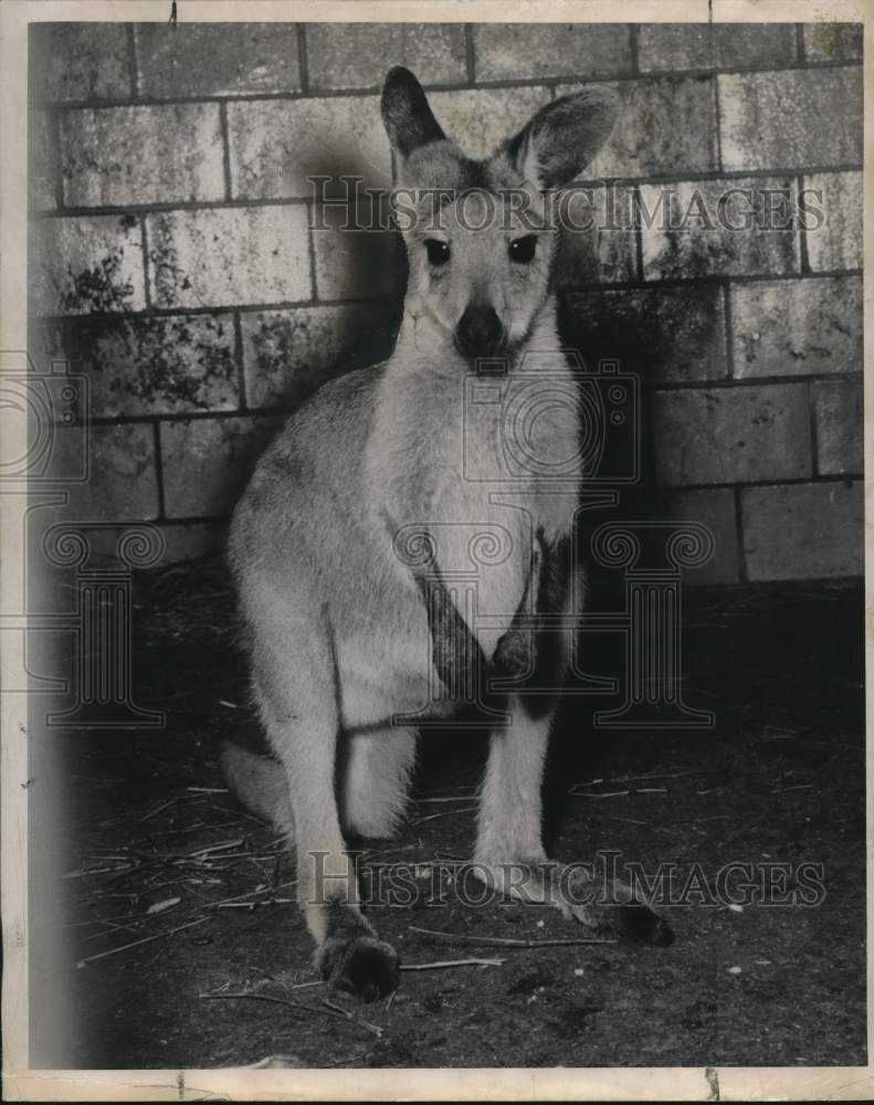 1947 Press Photo Burnet Park Zoo Kangaroo - sya99706