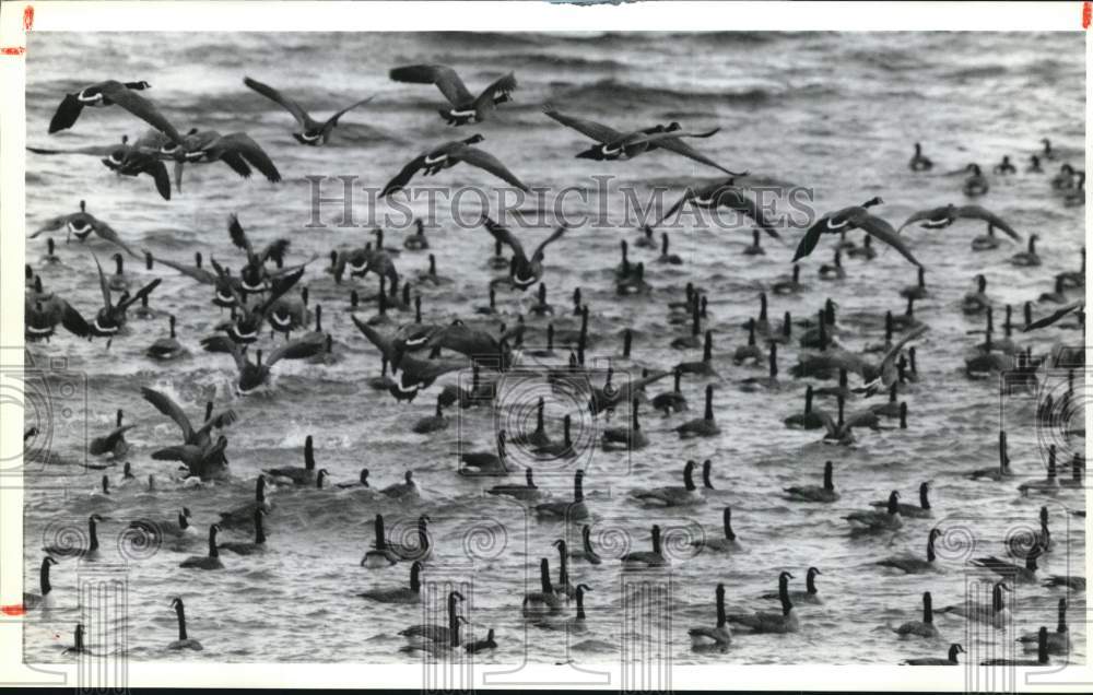 1991 Press Photo Geese floating on and flying over the lake. - syb01229- Historic Images