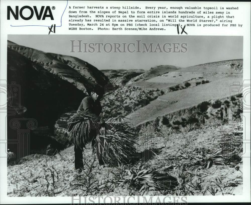 Press Photo A farmer harvests a steep hillside in Nepal in a scene from &quot;Nova&quot;- Historic Images