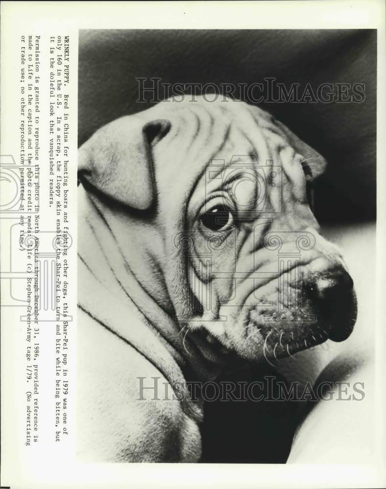 1979 Press Photo Wrinkly Puppy featured in Life magazine - syp07959- Historic Images