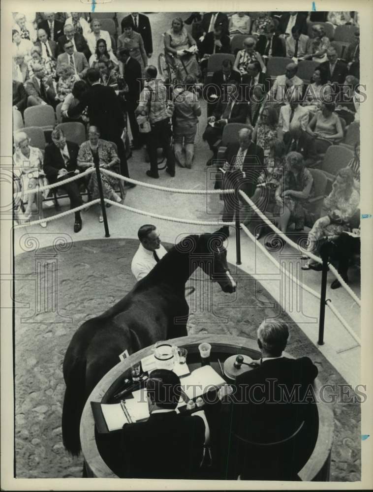 Press Photo Horse offered for sale at Saratoga, NY Race Course Yearling Sales- Historic Images