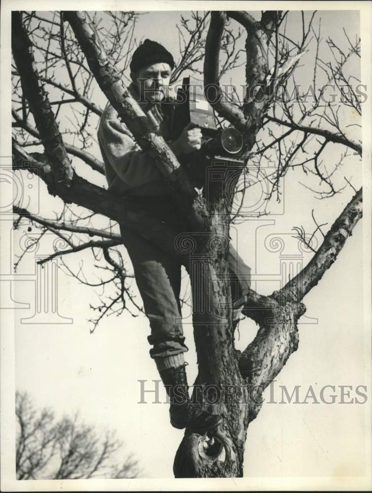 1940 Press Photo Walter J. Schoonmaker, screenshot, sittiing in a tree