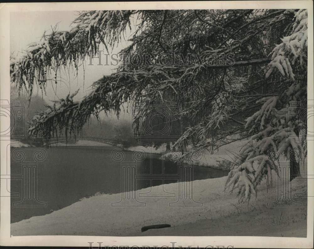 1968 Press Photo Snow covers tree branches and grass at Washington Park, Albany