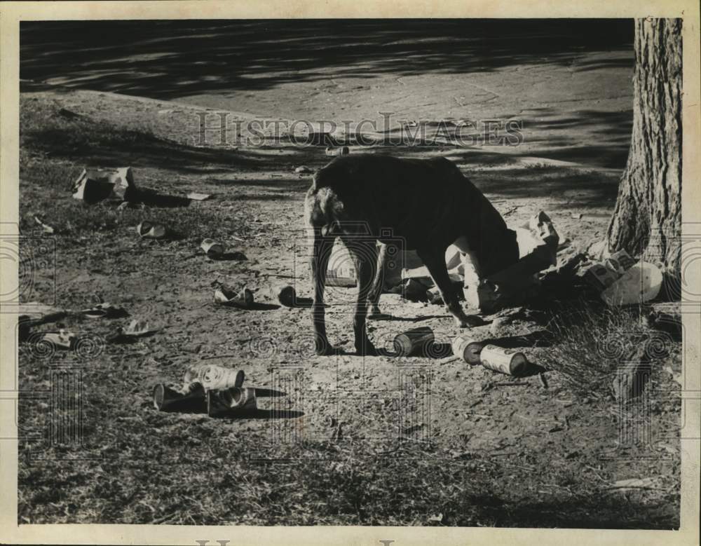 1966 Press Photo Dog goes through trash left on ground at Lincoln Park, NY