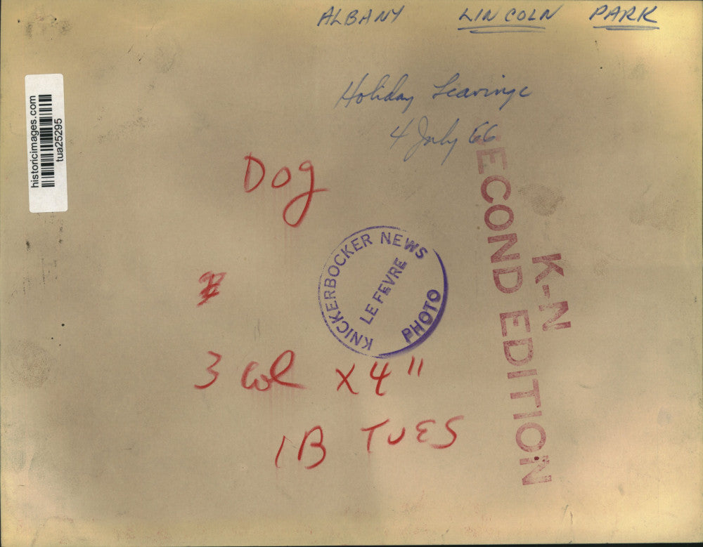 1966 Press Photo Dog goes through trash left on ground at Lincoln Park, NY