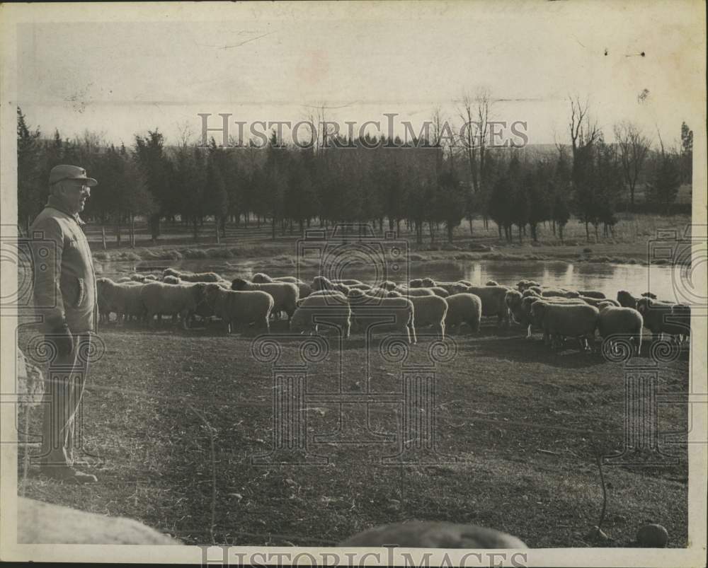 1965 Press Photo Farmer looks over his flock of sheep in New York - tua25918