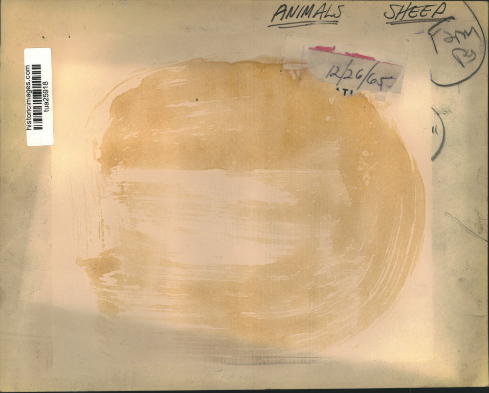 1965 Press Photo Farmer looks over his flock of sheep in New York - tua25918