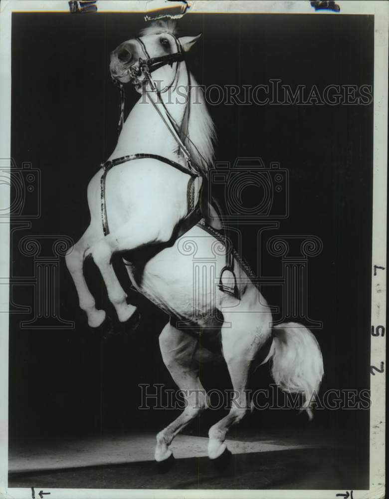 1974 Press Photo Lipizzaner horse standing on hinds legs - tua26172- Historic Images