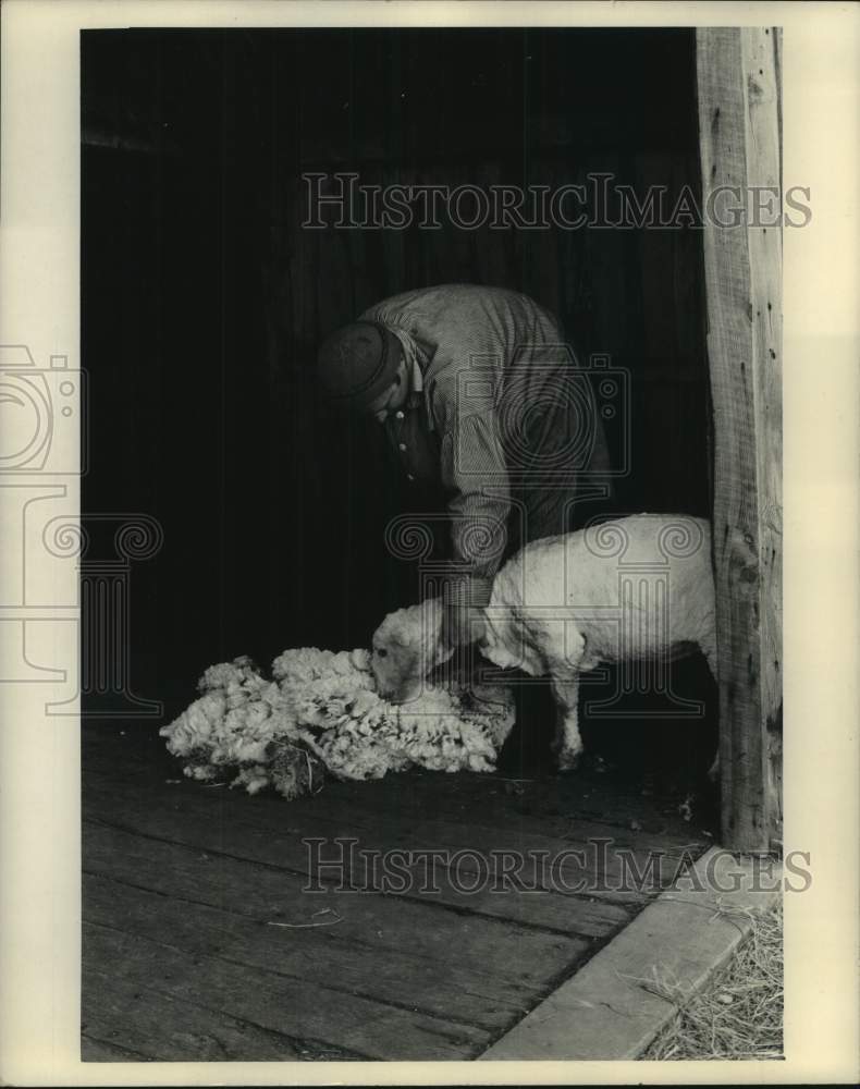 1972 Press Photo Sheep being sheared at Old Sturbridge Village, Massachusetts