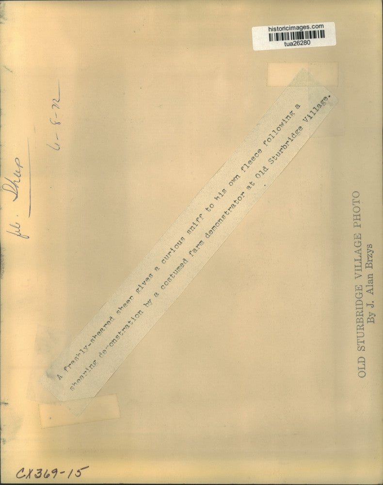 1972 Press Photo Sheep being sheared at Old Sturbridge Village, Massachusetts