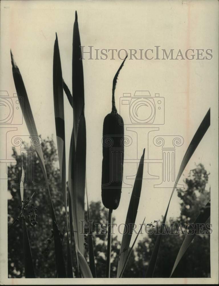 1965 Press Photo Closeup of cattail reed growing in New York - tua26476
