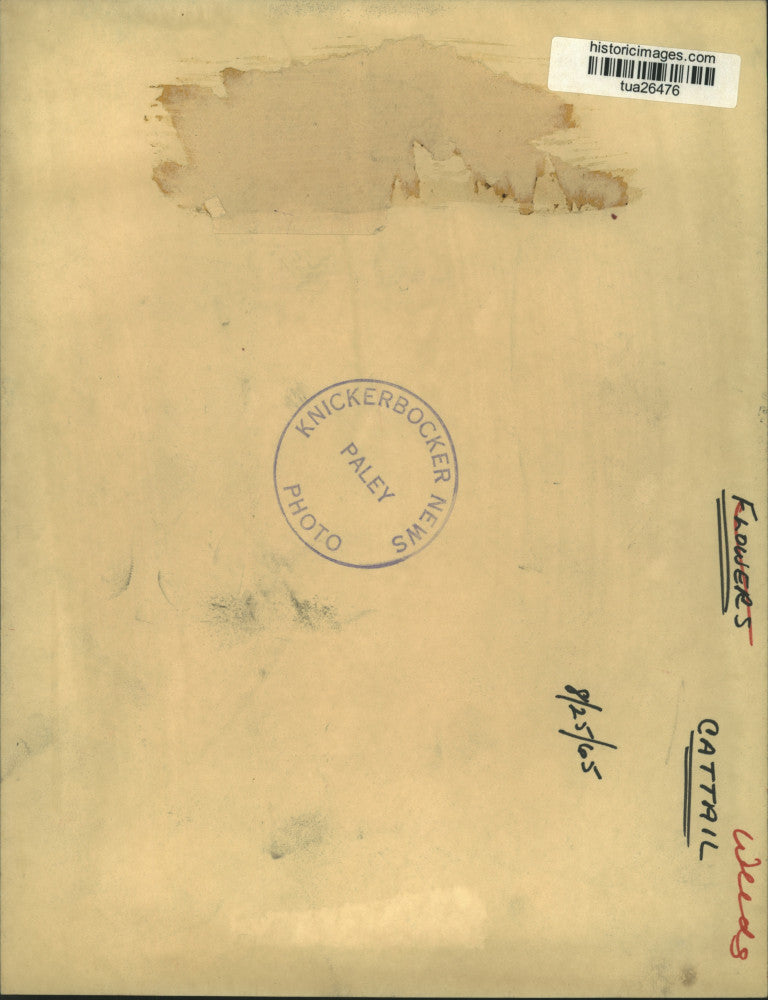 1965 Press Photo Closeup of cattail reed growing in New York - tua26476